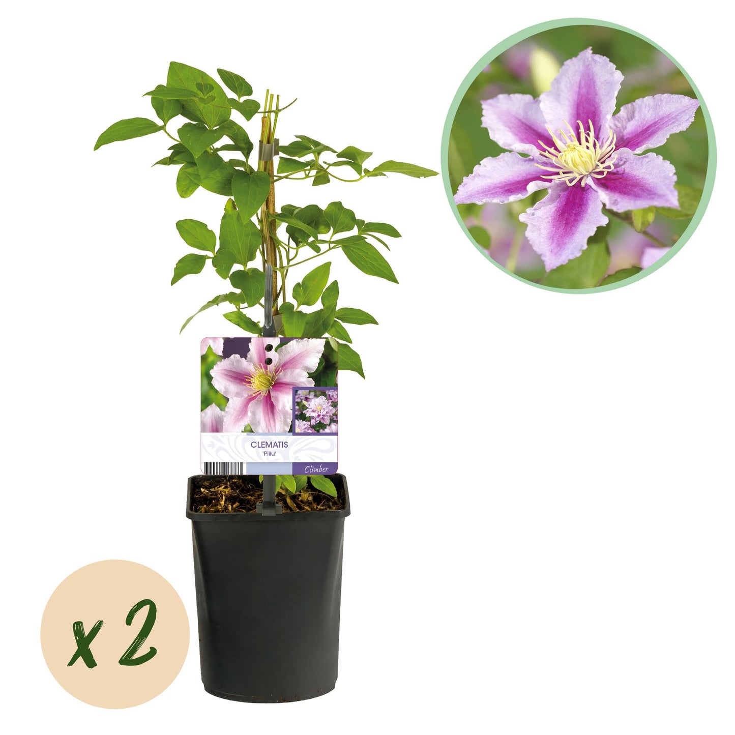 Kletterpflanze - Clematis Piilu - Blüte Rosa - Wenig Pflege - 2 Pflanzen - Topf 11cm Höhe 40cm