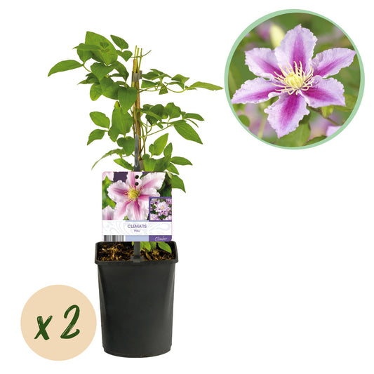 Kletterpflanze - Clematis Piilu - Blüte Rosa - Wenig Pflege - 2 Pflanzen - Topf 11cm Höhe 40cm