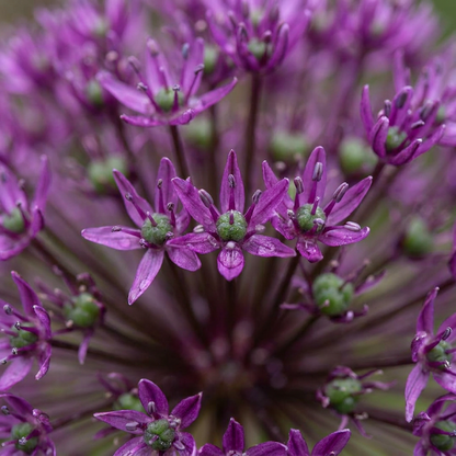Allium Miami - Zierlauch Miami - Lila - Sommerblüher - Zwiebelgröße 10/+ - 15x