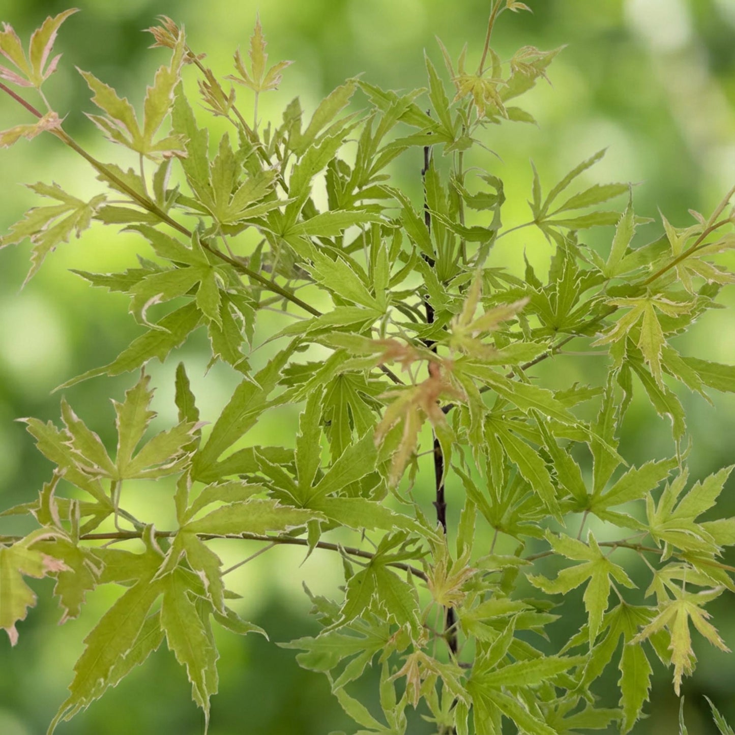 Japanischer Ahorn - Acer palmatum Methamorphosa - Grün - 2 Pflanzen - Laubabwerfend - Topf 19cm Höhe 70cm