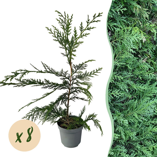 Heckenpflanzen - Cupressocyparis leylandii - Blatt grün - 8 Pflanzen - 1 laufender Meter - immergrün - Topf 9cm Höhe 35-40cm
