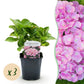 Hortensie - Hydrangea macrophylla Rosa - Blume Rosa - 3 Pflanzen - 1 m2 - Laubabwerfend - Wenig Pflege - Topf 17cm Höhe 30cm