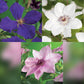 Kletterpflanze - Clematis Tricolour - Blüte Rosa Weiß Lila - Wenig Pflege - 3 Pflanzen - Topf 11cm Höhe 40cm GreenboutiQ - Kletterpflanze - Clematis Rainbow - Blüte Rosa Weiß Lila Rot - Wenig Pflege - 4 Pflanzen - Topf 11cm Höhe 40cm"