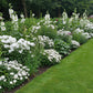 Stauden paket - Farbe Weiß - 24 Stauden - Für 3 m2 - Verschiedene Farben - Wenig Pflege - Topf 11cm