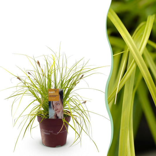 Ziergräser - Carex oshimensis Everillo - Gelb - 1 Pflanze - Immergrün - Winterhart - Topf 17cm Höhe 50cm