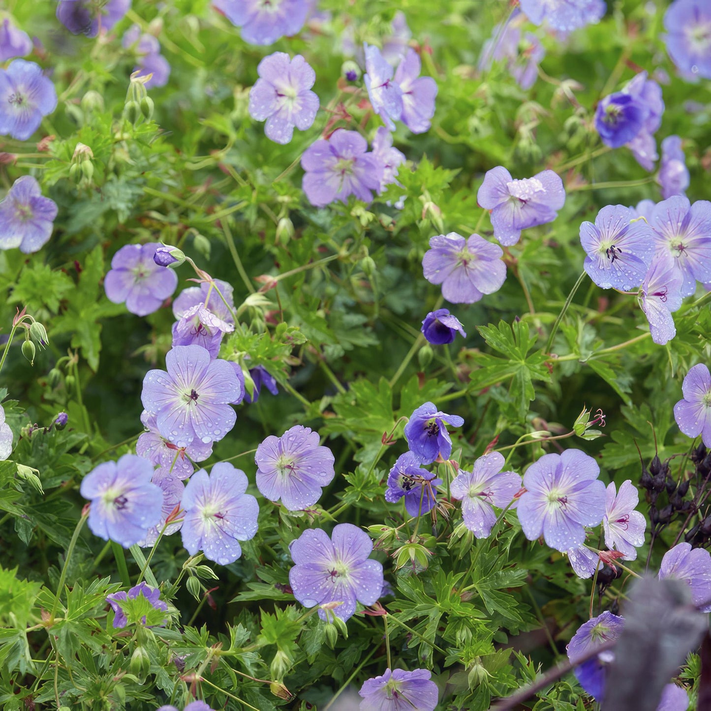 24x Geranium Rozanne - ↕10-25cm - Ø9cm