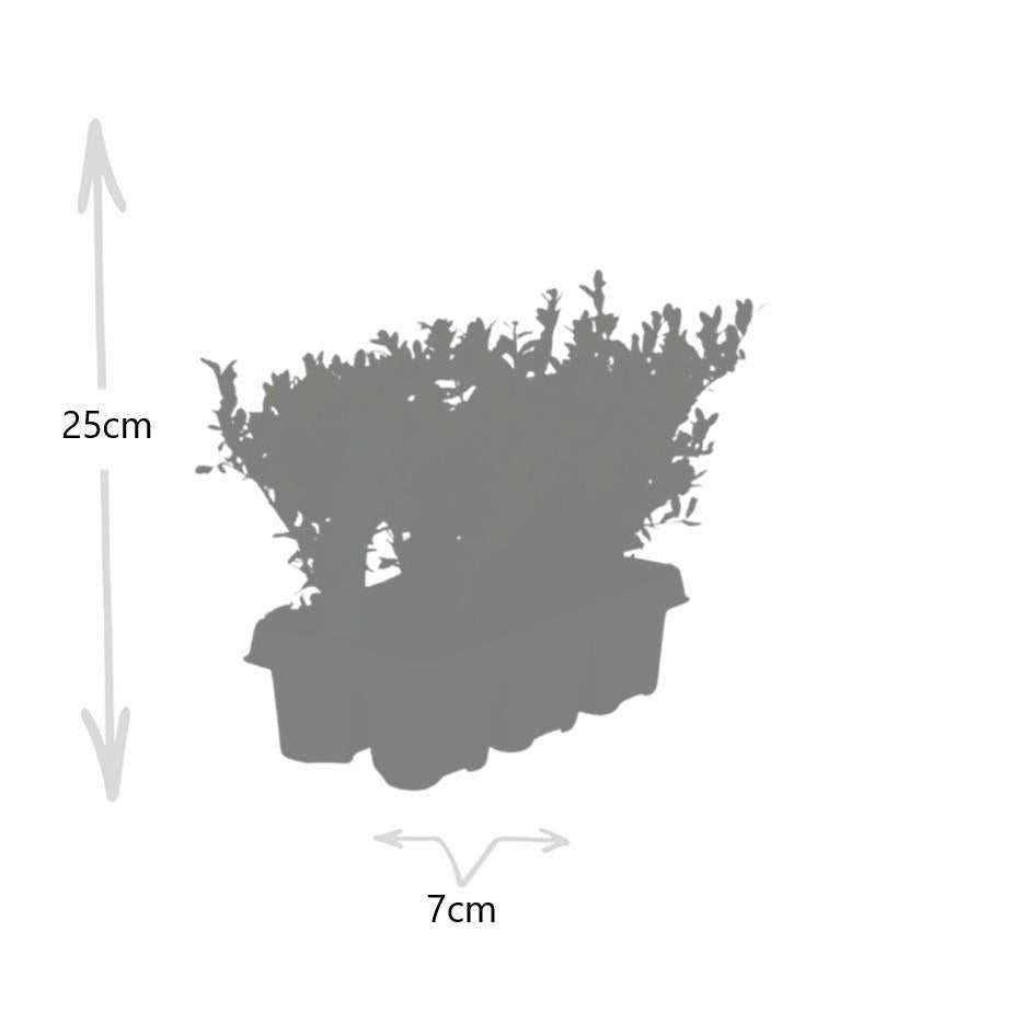 Ilex crenata 'Jenny' -  1x 6 pack  -   Ø7 cm - ↕15 cm
