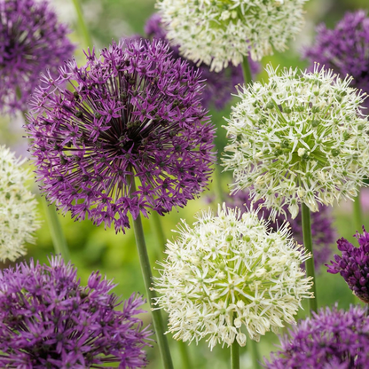 15x Allium Purple - White Mix - Lila-Weiße Zierlauch-Mischung - Lila und Weiß - Sommerblüher - Zwiebelgröße 10/12