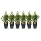 Heckenpflanzen - Prunus lusitanica Angustifolia - Blatt grün - 6 Pflanzen - 1 laufender Meter - immergrün - Topf 17cm Höhe 50cm
