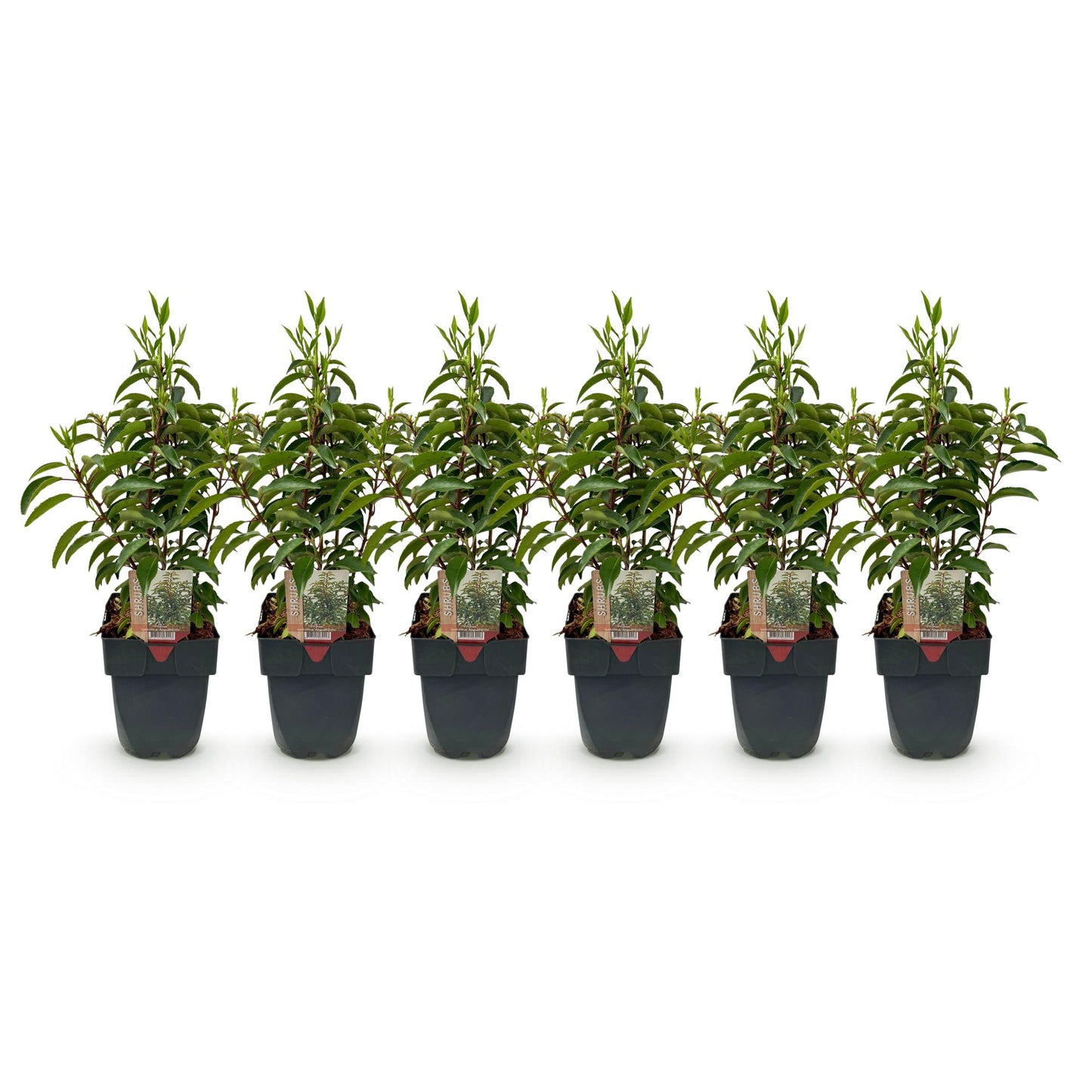 Heckenpflanzen - Prunus lusitanica Angustifolia - Blatt grün - 6 Pflanzen - 1 laufender Meter - immergrün - Topf 17cm Höhe 50cm