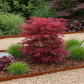 Japanischer Ahorn - Acer palmatum Skeetsers Broom - Lila - 2 Pflanzen - Laubabwerfend - Topf 19cm Höhe 70cm