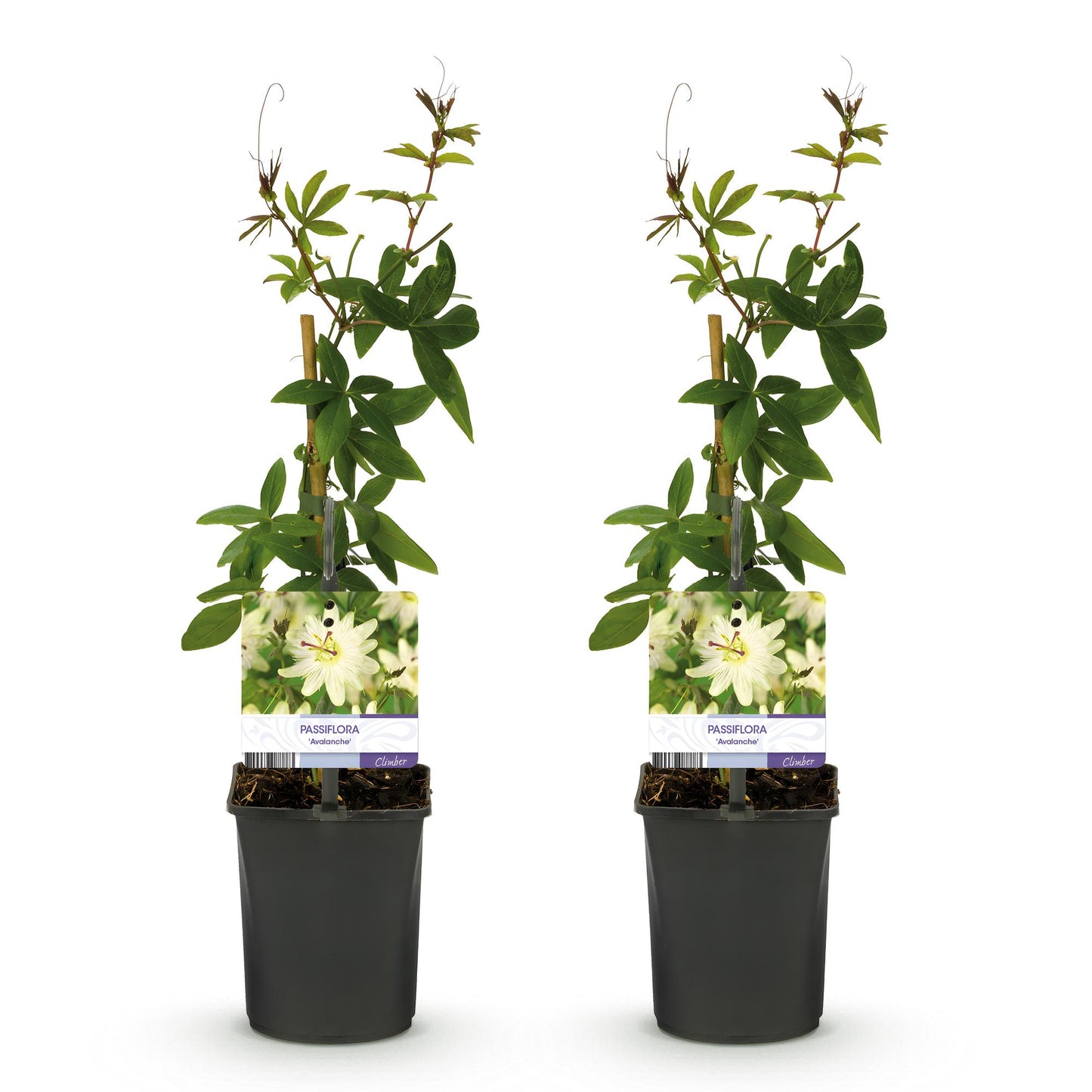 Passionsblume - Passiflora Avalanche - Blüte Weiß - Pflegeleicht - 2 Pflanzen - Topf 11cm Höhe 40cm