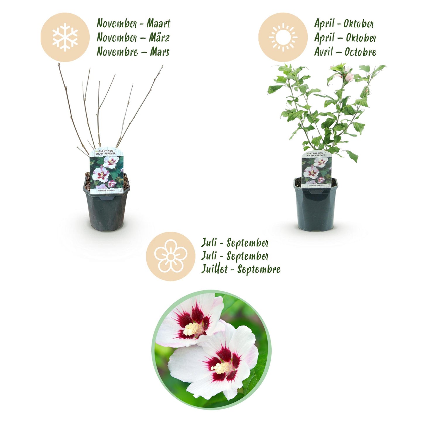 Hibiscus syriacus Hamabo - Blüte Hellrosa - 1 Pflanze - Laubabwerfend - Wenig Pflege - Topf 17cm Höhe 45cm