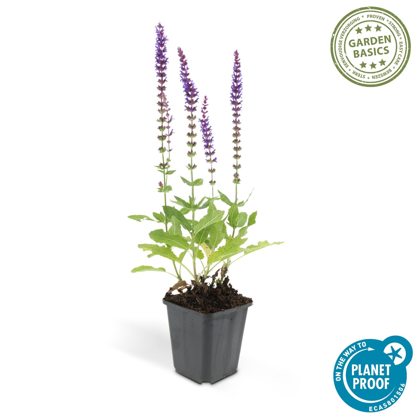 Steppen Salbei - 60x Salvia nem. 'Ostfriesland' - ↕10-25cm - Ø9cm