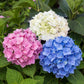 Hortensie - Hydrangea macrophylla Tricolour - Blüte Blau, Rosa und Weiß - 3 Pflanzen - Laubabwerfend - Wenig Pflege - Topf 17cm Höhe 30cm