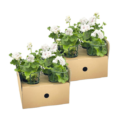 Geranien (Pelargonium peltatum) Weiß Ø12 cm - ↕20 cm, 8 Pflanzen