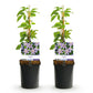 Kletterpflanze - Clematis Justa - Blüte Hellblau - Wenig Pflege - 2 Pflanzen - Topf 11cm Höhe 40cm