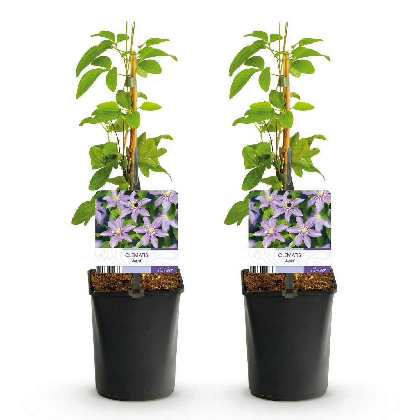 Kletterpflanze - Clematis Justa - Blüte Hellblau - Wenig Pflege - 2 Pflanzen - Topf 11cm Höhe 40cm