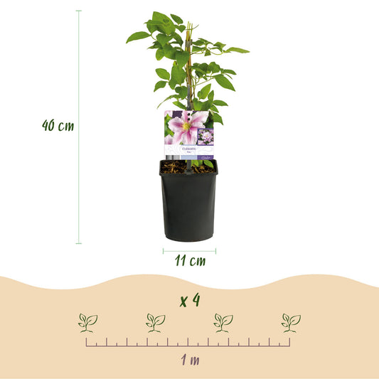Kletterpflanze - Clematis Piilu - Blüte Rosa - Wenig Pflege - 2 Pflanzen - Topf 11cm Höhe 40cm