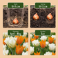30x Tulipa Sunbath - Sunbath tulip - Yellow and White - Spring bloomer