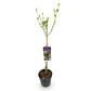 Stamm Pflanze - Hibiscus syriacus Lavendor Chiffon® - Terrassen Pflanze - Laubabwerfend - Winterhart - Lila Blüte - Topf 19cm Höhe 90cm