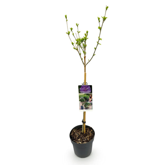 Stamm Pflanze - Hibiscus syriacus Lavendor Chiffon® - Terrassen Pflanze - Laubabwerfend - Winterhart - Lila Blüte - Topf 19cm Höhe 90cm