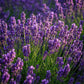 Lavandula angustifolia Munstead - Lavendel - Winterhart - Lila - 9 Pflanzen - Topf 12cm - Höhe 15-25cm