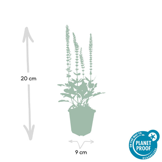 Steppen Salbei - 24x Salvia nem. 'Ostfriesland' - ↕10-25cm - Ø9cm