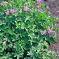48x Geranium cant. 'Cambridge' - ↕10-25cm - Ø9cm