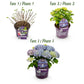 Hortensie - Hydrangea Forever & Ever - Blau - 7-12 Blumen - 2 Pflanzen - Topf 23cm Höhe 55cm