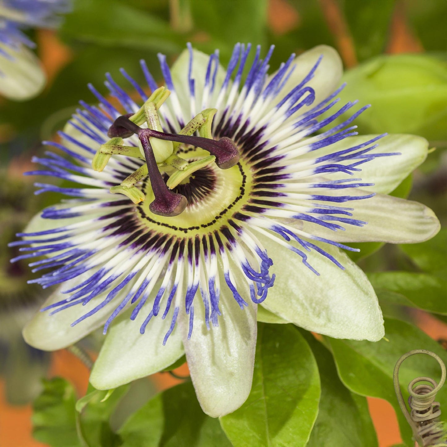 Passionsblume - Passiflora caerulea - Blüte Blau mit Grün Weiß - Wenig Pflege - 2 Pflanzen - Topf 11cm Höhe 40cm