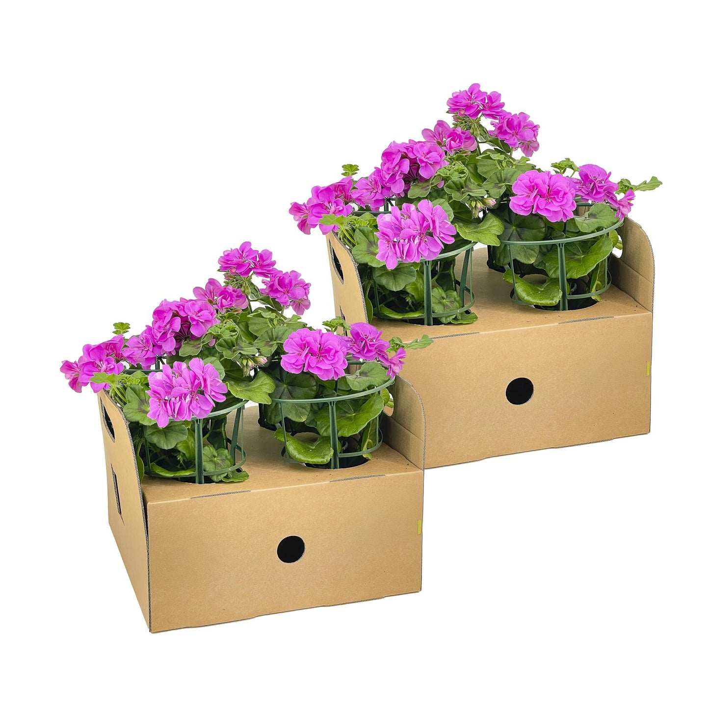 Geranien (Pelargonium peltatum) Violet Ø12 cm - ↕20 cm, 8 Pflanzen