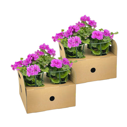 Geranien (Pelargonium peltatum) Violet Ø12 cm - ↕20 cm, 8 Pflanzen