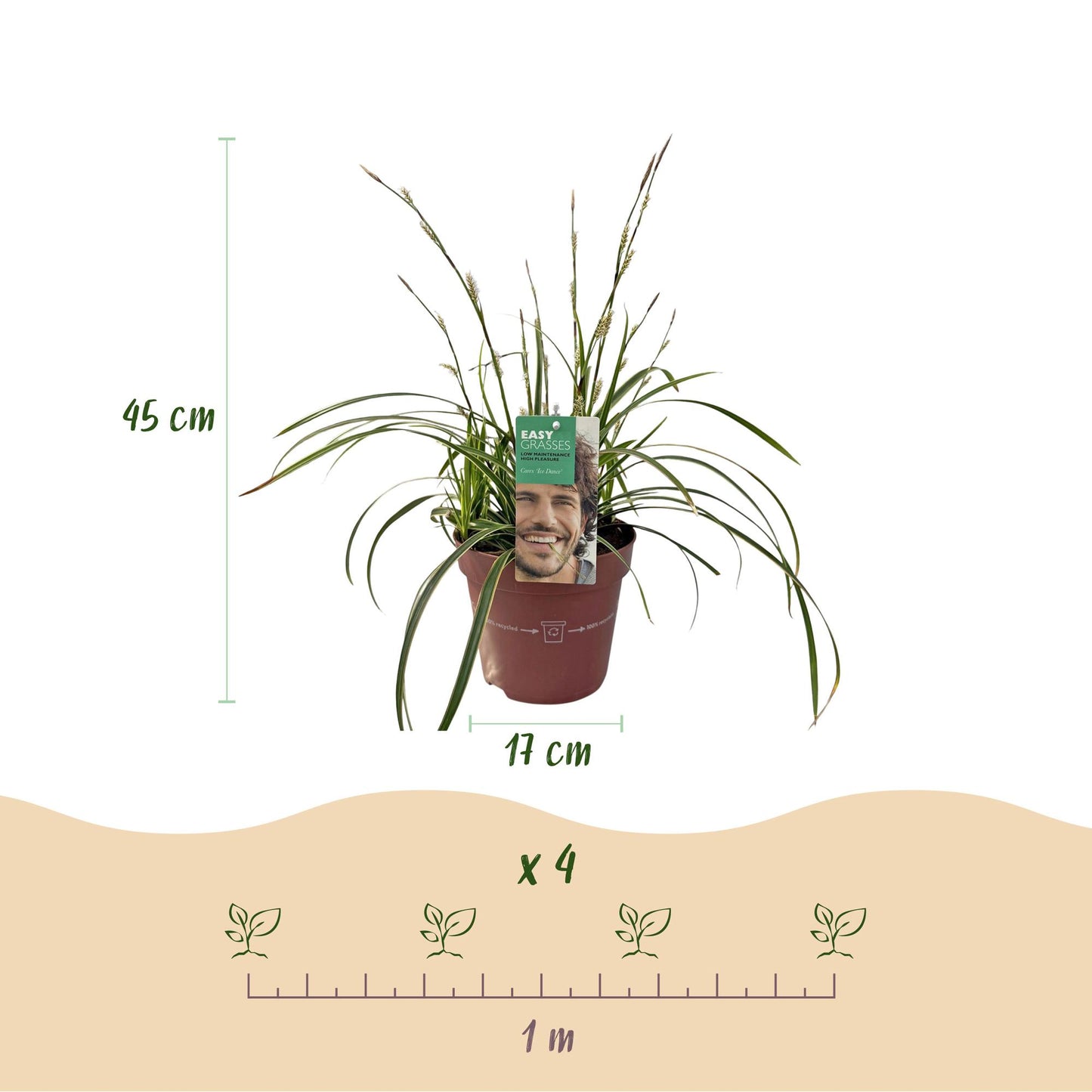 Ziergräser - Carex morrowii Ice Dance - Weiß & Grün - 2 Pflanzen - Immergrün - Wenig Pflege - Topf 17cm Höhe 50cm