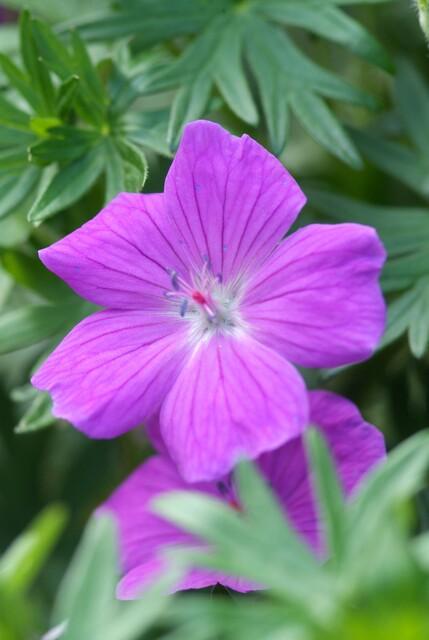 24x Geranium 'Tiny Monster' - ↕10-25cm - Ø9cm