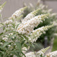 Schmetterlingsstrauch -  Buddleja davidii White Profusion - Hardy - White - 3 Plants - Pot 17cm - Height 45cm