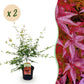 Japanischer Ahorn - Acer palmatum Pink Dwarf - Rosa - 2 Pflanzen - Laubabwerfend - Topf 19cm Höhe 70cm