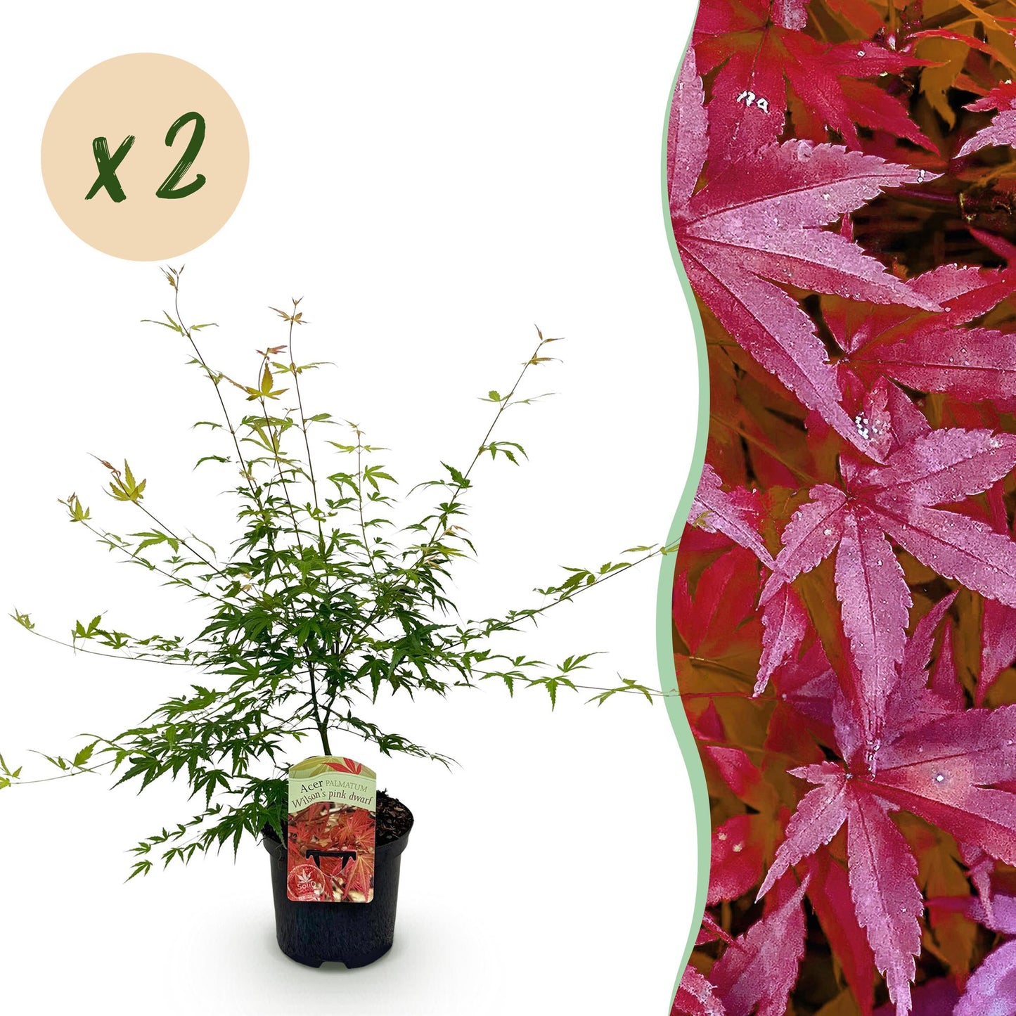 Japanischer Ahorn - Acer palmatum Pink Dwarf - Rosa - 2 Pflanzen - Laubabwerfend - Topf 19cm Höhe 70cm