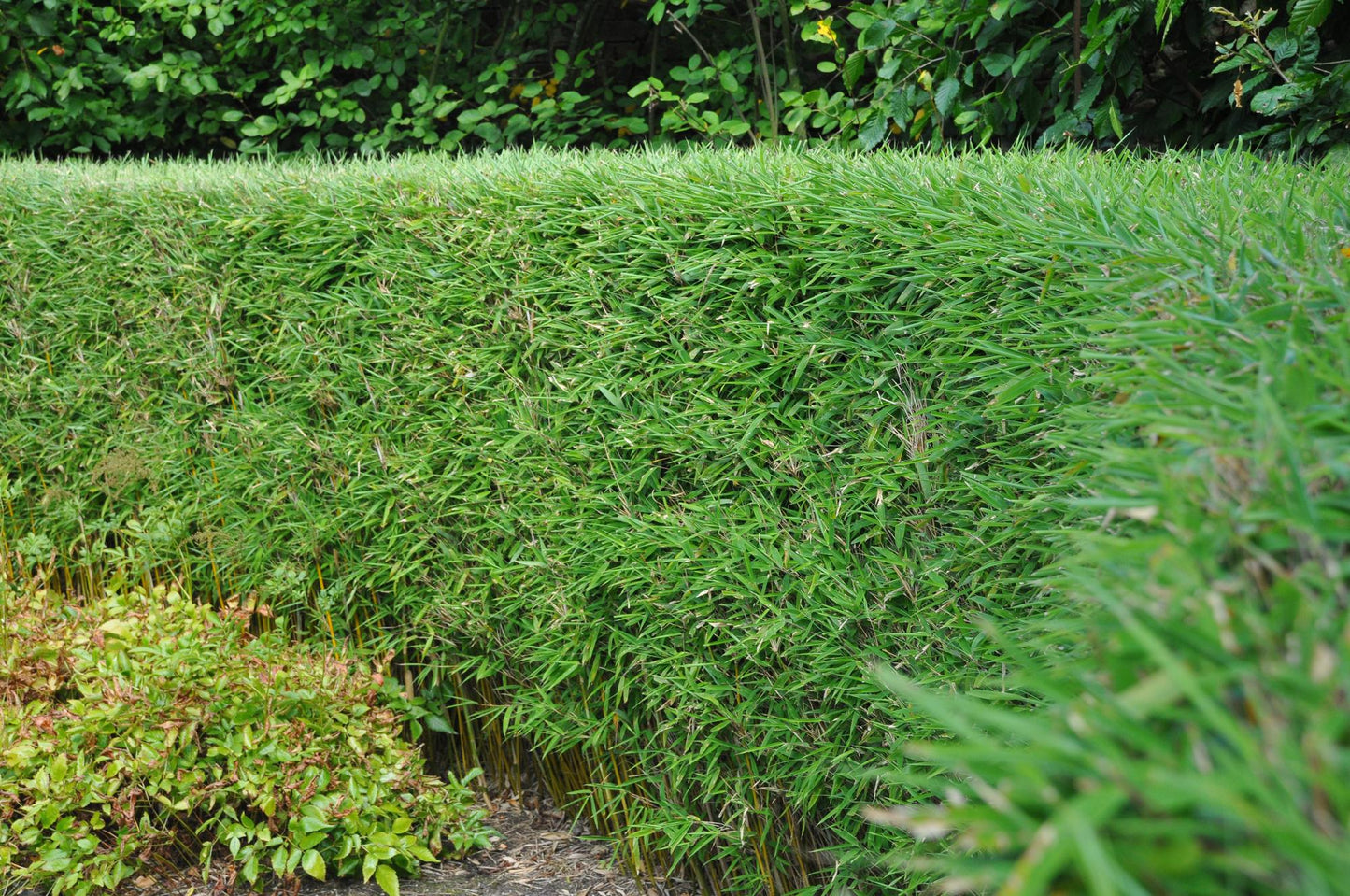 Gräser - Fargesia Rufa - Bambus - Nicht Ausbreitend - Grün - 2 Pflanzen - Topf 23 cm - Höhe 80 cm