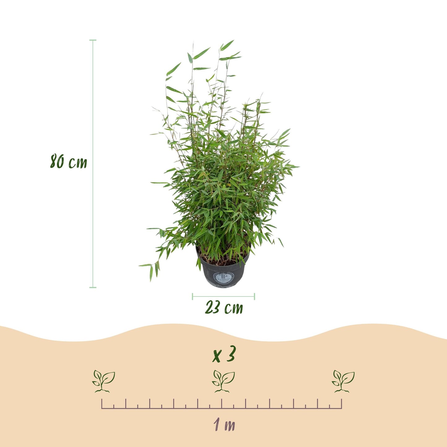 Gräser - Fargesia nitida Red Dragon - Bambus - Rutenlos - Grün - 1 Pflanze - Topf 23 cm - Höhe 80 cm