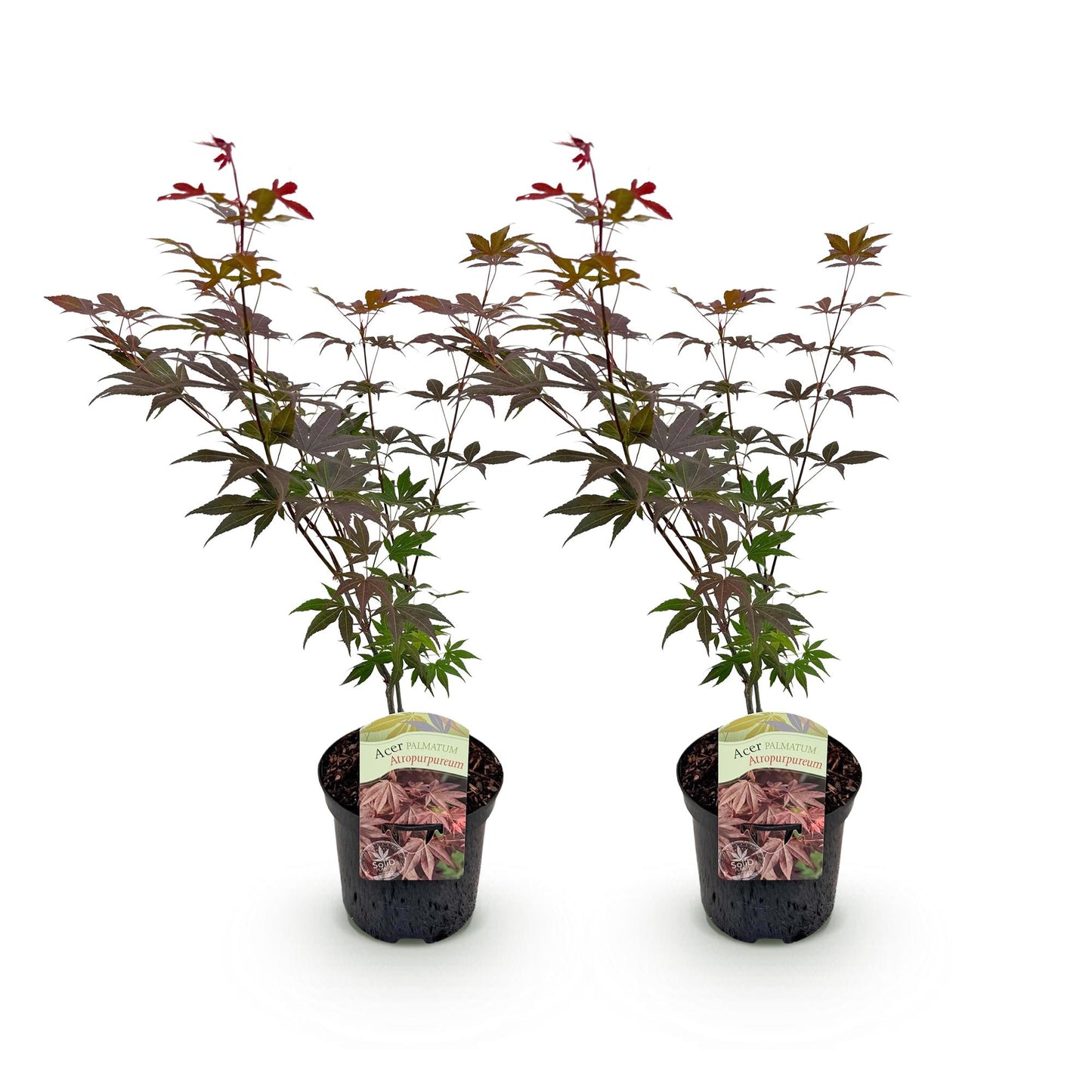 Japanischer Ahorn - Acer palmatum Atropurpureum - Lila - 2 Pflanzen - Laubabwerfend - Topf 19cm Höhe 70cm