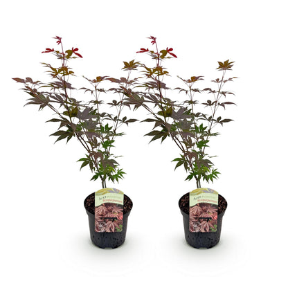 Japanischer Ahorn - Acer palmatum Atropurpureum - Lila - 2 Pflanzen - Laubabwerfend - Topf 19cm Höhe 70cm