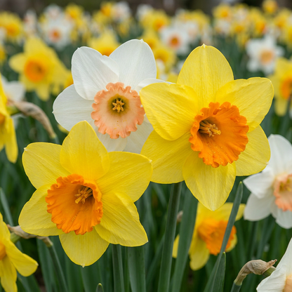 40x Narcissus mix - Narzissen-Mischung - Diverses - Frühlingsblüher - Zwiebelgröße 10/12