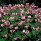24x Geranium macr. 'Ingwersen's Var.' - ↕10-25cm - Ø9cm