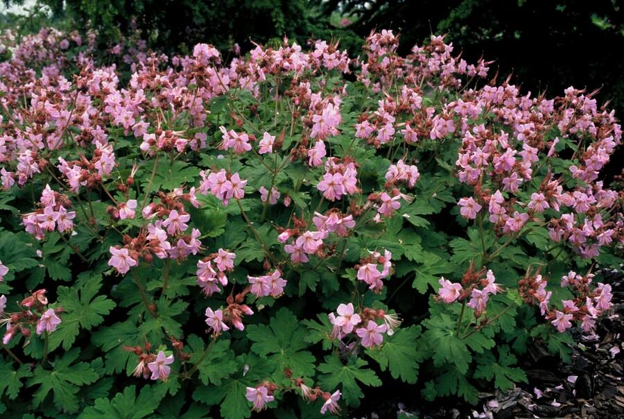24x Geranium macr. 'Ingwersen's Var.' - ↕10-25cm - Ø9cm