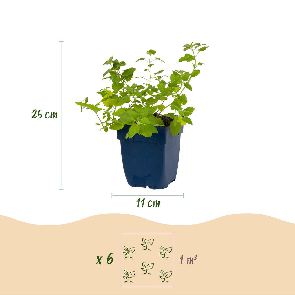 Katzenminze - Nepeta faassenii -  Bienen- und Schmetterlingsmagneten - Lila - 1 Pflanzen - Topf 11cm - Höhe 15-25cm