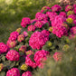 Hydrangea Endless Summer Summer Love Red - Hortensie - Winterhart - Rot - 1 Pflanze - Topf 14cm - Höhe 20-25cm