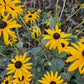 Sonnenhut - 48x Rudbeckia fulgida 'Goldsturm' - ↕10-25cm - Ø9cm