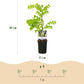 Blauregen - Wisteria floribunda Alba - Blüte Weiß - 1 Pflanze - Topf 11cm Höhe 40cm