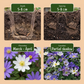 50x Anemone Blanda mix - Strahlenanemone mix - Diverses - Verwilderungszwiebel - Zwiebelgröße 4/5
